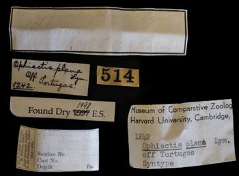 Media type: image;   Invertebrate Zoology OPH-1242 Description: Original handwritten specimen labels;  Aspect: labels